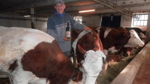 Farmá z Belgie napájí své krávy pivem, aby mly lepí maso.