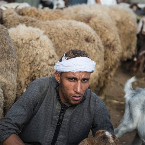 Mnozí z migrantů vynikají jako pasáci ovcí či koz. Najdou v Evropě uplatnění?