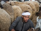 Mnozí z migrant vynikají jako pasáci ovcí i koz. Najdou v Evrop uplatnní?