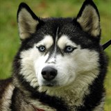 Husky - ilustran foto