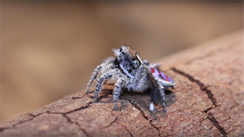 Tanící pavouk je hitem internetu.