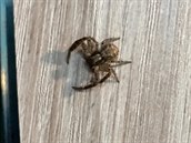 Tento pavouk lezl po zádech Pavla Blobrádka.