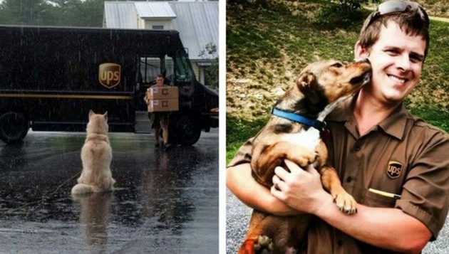 UPS Dogs jsou hitem.
