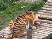 Tygr, který jí.