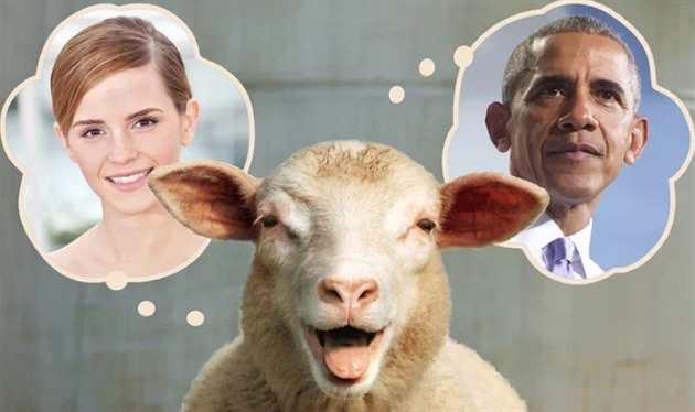 Ovce prý rozeznají tváe slavných lidí