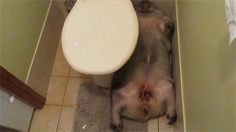 Australský vanatec si ustlal v koupeln.