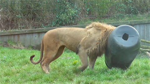 Lev nemohl dostat hlavu z barelu.