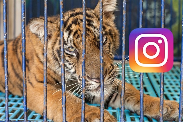 Instagram bojuje proti násilí na zvířatech