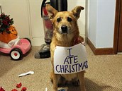 Tento pes doslova sndl Vánoce.