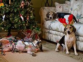 Psi niící Vánoce.