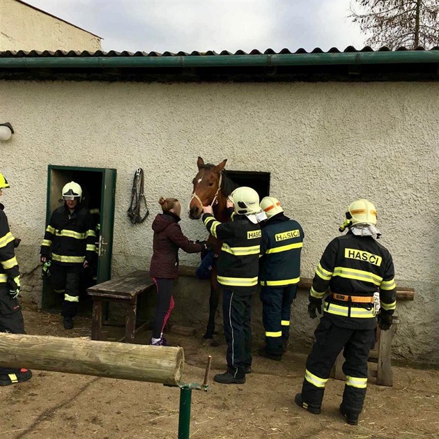 Olomoutí hasii o svátcích zachraovali kon zaklínném v oknu matale v...