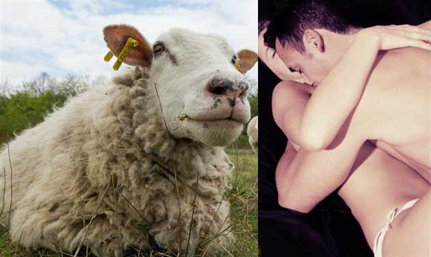 Nový Zéland? Ovce a sex!