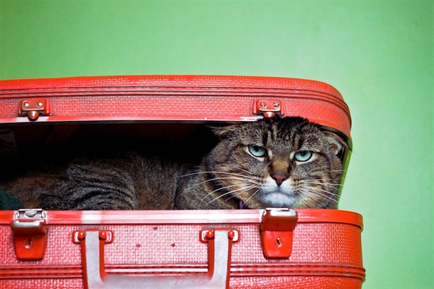 Chudák kočka cestovala v zavřeném kufru...