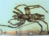Vdci objevili fosílie záhadných pavouk.