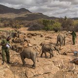 Oputn slon mlata jsou vypoutna zpt do divoiny na severu Keni.