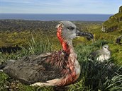 Albatros na ostrov Marion v Jíní Africe byl napaden útoným druhem myi,...