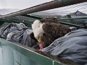 Orel shání potravu mezi odpadky u supermarketu na Aljace.