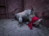 Uspané mlád nosoroce ped vyputním v Botswan, kam bylo pevezeno z Jiní...