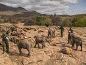 Oputná sloní mláata jsou vypoutna zpt do divoiny na severu Keni.