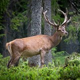 Sprva NP umava se chyst utratit jelena, kter napadl jednoho z nvtvnku v...