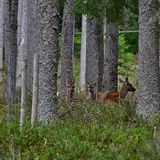 Ve vbhu lze pozorovat ivot jelen a srn.