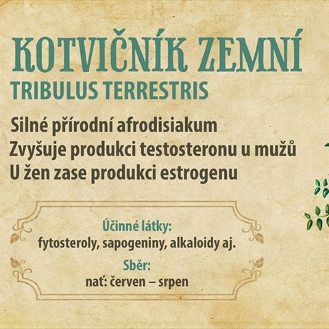 Kotvink zemn neboli Tribulus terrestris je znm u po celm svt.