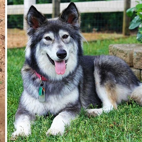 Promny ps - ped a po adopci