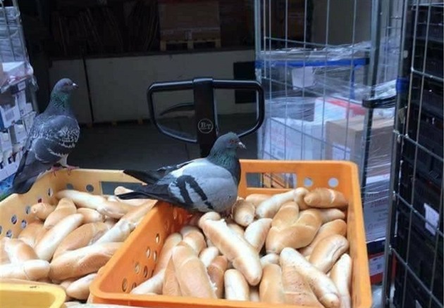 Takhle si holub ustlal na dodávce čerstvých rohlíků do supermarketu Albert.