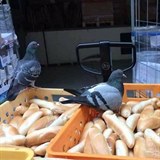 Takhle si holub ustlal na dodávce čerstvých rohlíků do supermarketu Albert.