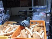 Takhle si holub ustlal na dodávce erstvých rohlík do supermarketu Albert.