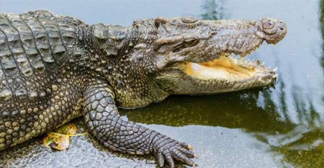Krokodýlm se mu v ejich bazénu nelíbil.