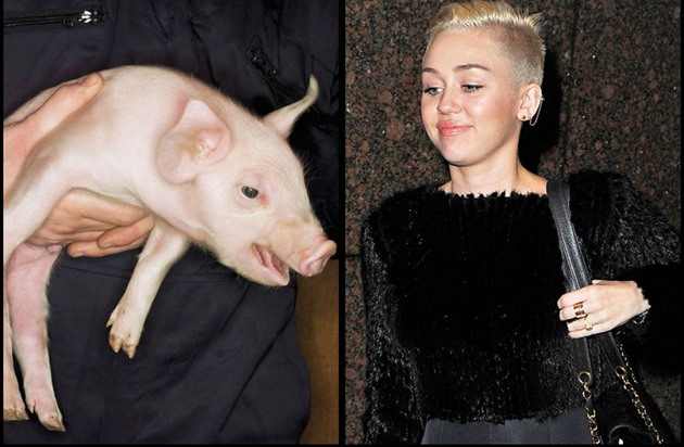 Miley Cyrus má doma prasátko