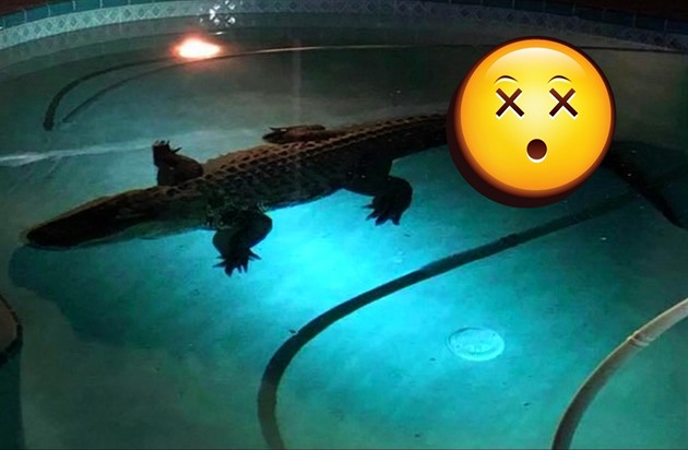 Pekvapení v podob obrovského krokodýla ekalo na majitele domu na Florid v...