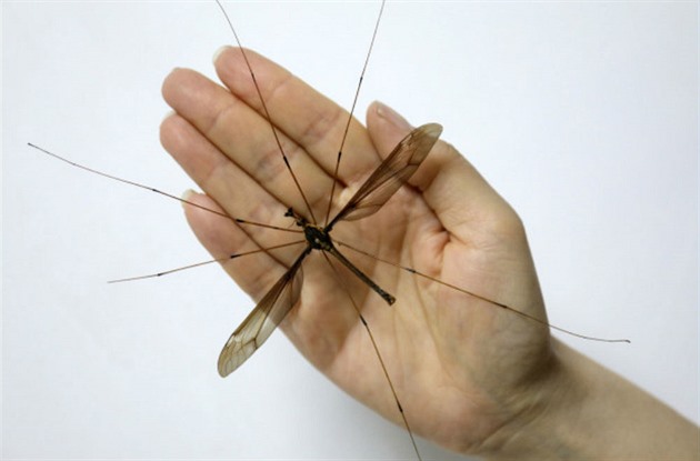 Největší komár na světě