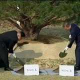 Klíčoví muži obou Korejí dokonce zasadili borovici míru.