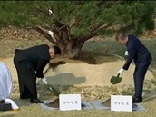 Klíoví mui obou Korejí dokonce zasadili borovici míru.