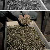 Svatební prsteny objevené při osvobození koncentračního tábora Buchenwald....