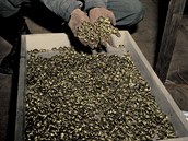 Svatební prsteny objevené pi osvobození koncentraního tábora Buchenwald....