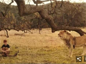 Princ Harry se setkává s ivým lvem, který má být symbolizovat ducha zesnulé...