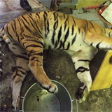 Tygr byl střelen do oka a do krku, aby se nepoškodila vzácná kůže.