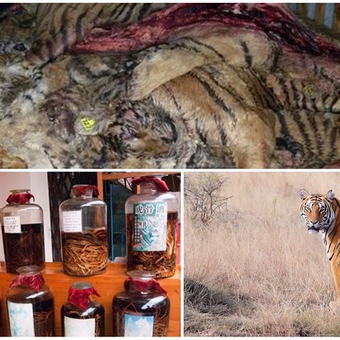 Zabíjení a porcování tygrů je neskutečně výnosný kšeft. Bohužel.