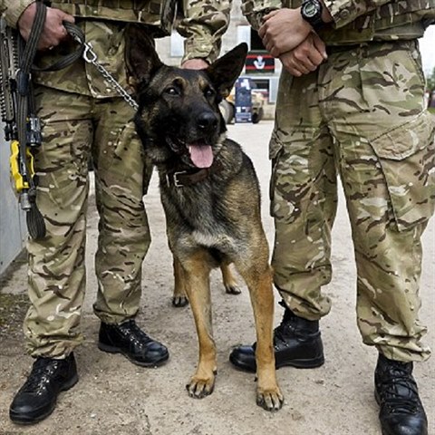 Bristsk speciln jednotky SAS nasazuj do akce belgick ovky malinois.