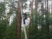 Hasii pomáhali paraglidistovi, který uvázl ve vtvích strom.