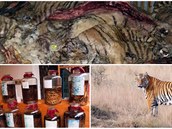 Zabíjení a porcování tygr je neskuten výnosný keft. Bohuel.