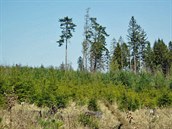 Sucho, krovec a monokultury - pohrom, které se na eské lesy valí, je víc ne...