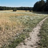 Šťavnaté louky švédského venkova se změnily v pustou polopoušť.