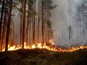 védsko bojuje se suchem, jeho vinou se rozhoela bezmála stovka lesních poár.