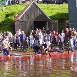 Tradin jatka na Faerskch ostrovech.