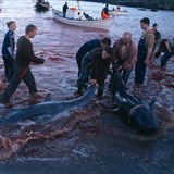 Tradin lov velryb na Faerskch ostrovech.