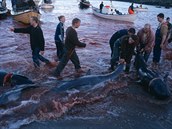 Tradiní lov velryb na Faerských ostrovech.